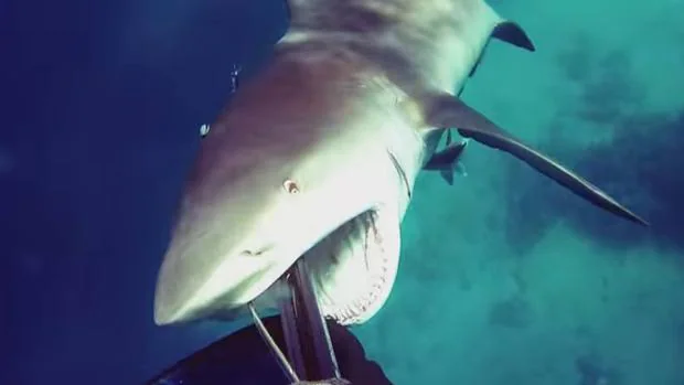 El buceador logró salvarse clavando su arpón en el tiburón