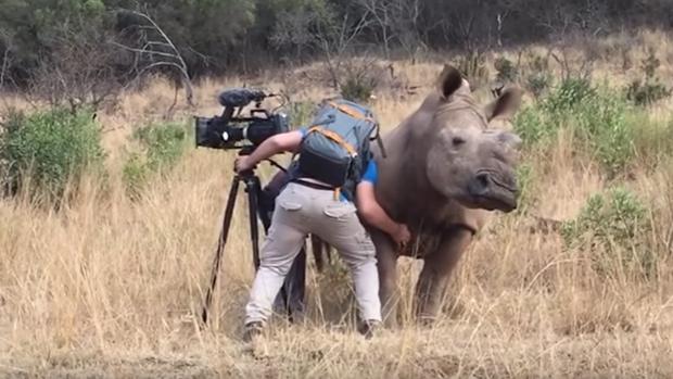 Garth de Bruno Austin rasca la barriga a una hembra de rinoceronte