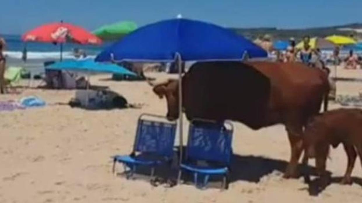 Facebook: Una vaca y su cría ocupan una sombrilla para resguardarse del sol en la playa de Bolonia (Cádiz)