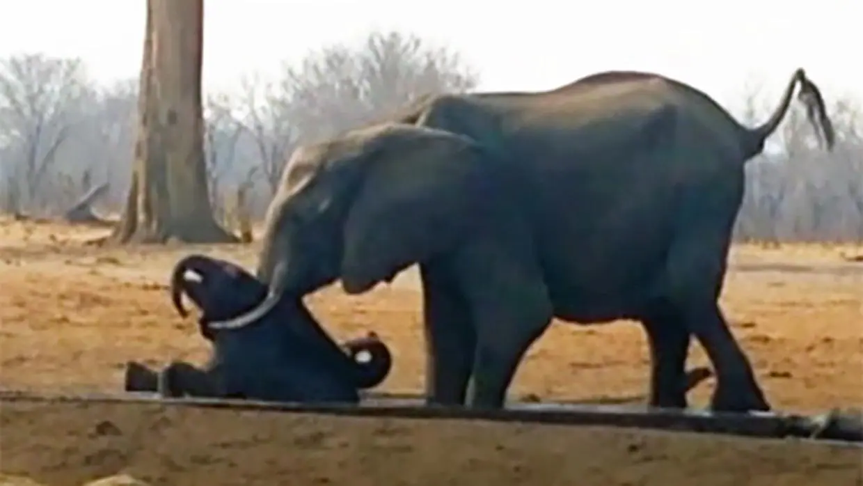 YouTube: Así salvó una familia de elefantes a una cría acechada por leones