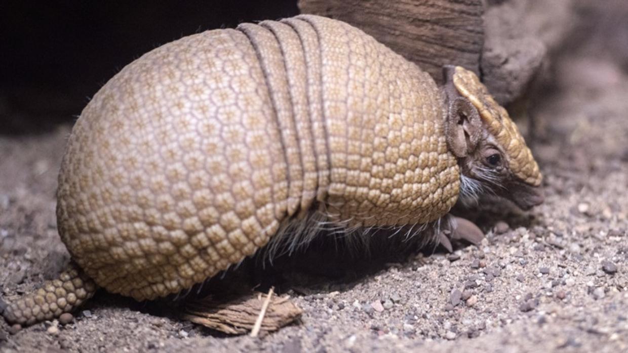 Dispara a un armadillo, la bala rebota en el animal y acaba herido en la cara