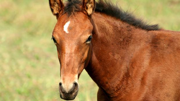 Un invidente con miedo a los perros tendrá un caballo guía