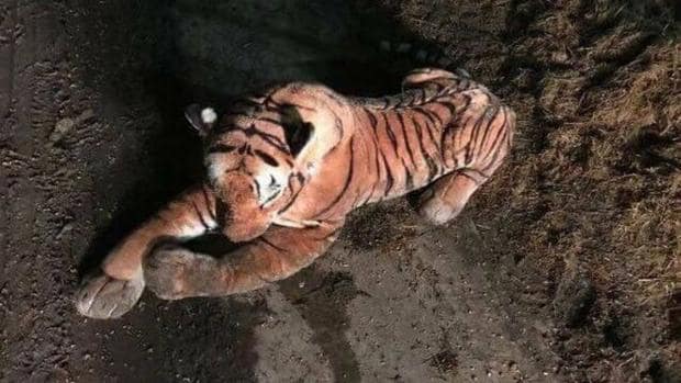 La Policía acordona la zona por una amenaza de un tigre... de peluche