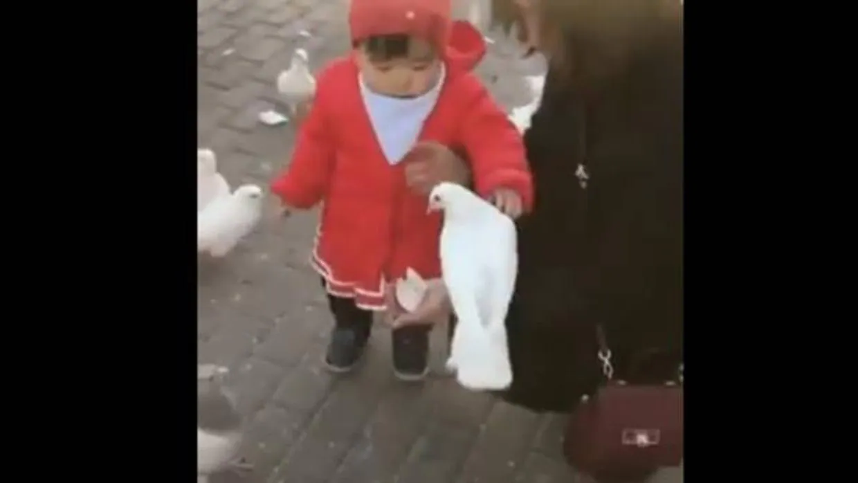 YouTube: La brutal reacción de una niña contra una paloma que arrasa en Whatsapp