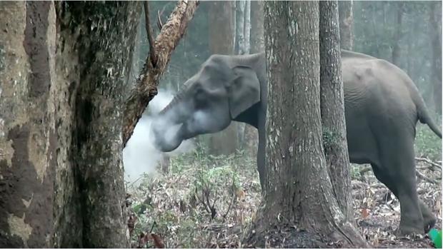 El asombroso elefante que echa humo por la boca en la India