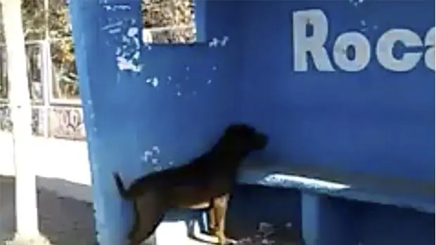 Facebook: El extraño caso del perro que lleva tres días mirando una pared