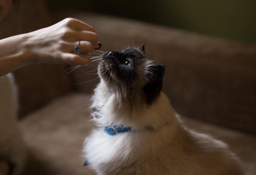 Cómo elegir la comida más adecuada para cuidar de tu gato