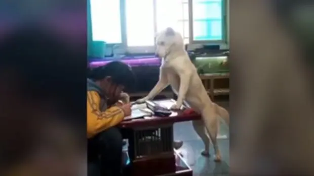 Un padre entrena a su perro para vigilar que su hija haga los deberes y no mire el móvil