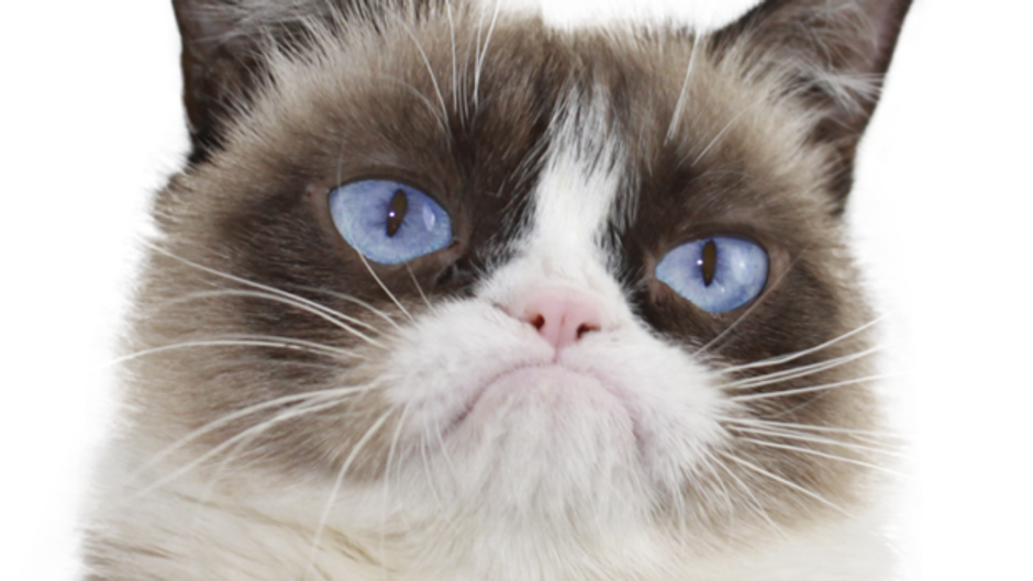 Fallece a los siete años «Grumpy Cat», la gata más famosa de internet