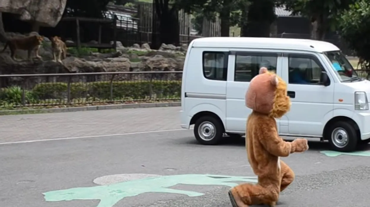 Así entrena un zoo de Japón la fuga y captura de un león