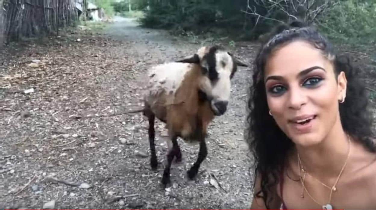 La cabra coge carrerilla antes de embestir a la mujer
