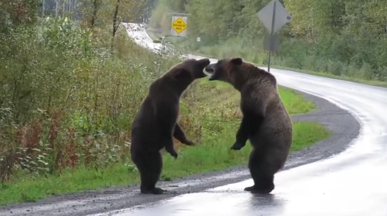 La impresionante pelea entre dos osos grizzly que se ha vuelto viral
