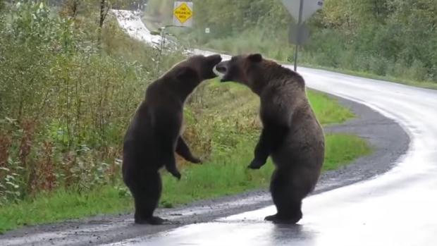 La impresionante pelea entre dos osos grizzly que se ha vuelto viral