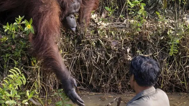 Un orangután trata de ayudar a un hombre al pensar que estaba en apuros