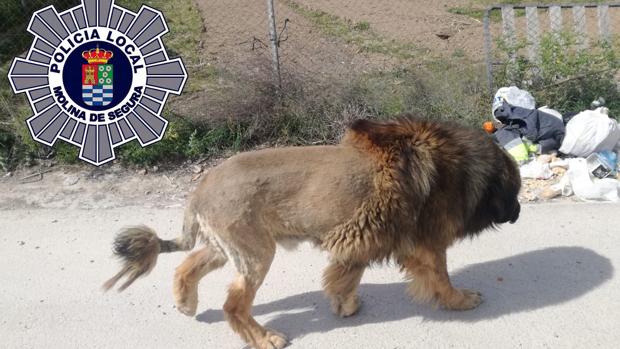 Alerta vecinal en Murcia por un supuesto león que resultó ser un perro