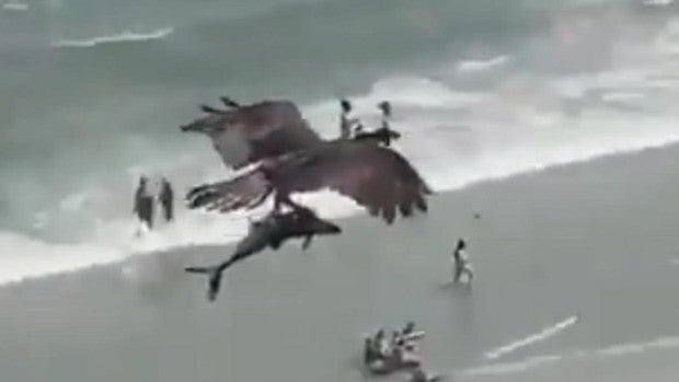 En vídeo: El impactante momento en el que un águila atrapa a un tiburón en la playa y se lo lleva volando