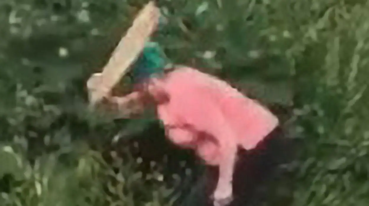 Una mujer golpea con un tablón de madera a una pareja a la que pilló teniendo sexo tras un arbusto en Rusia imagen