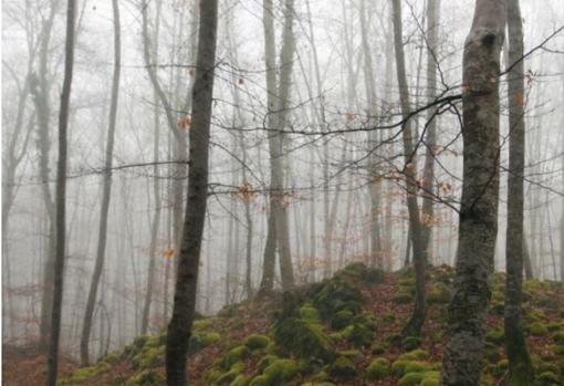 El suelo de origen volcánico y las hojas caídas crean un ambiente único en la Fageda d’en Jordà