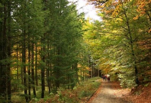 La Selva de Irati forma uno de los hayedos más grandes de Europa y ofrece un paisaje único en otoño