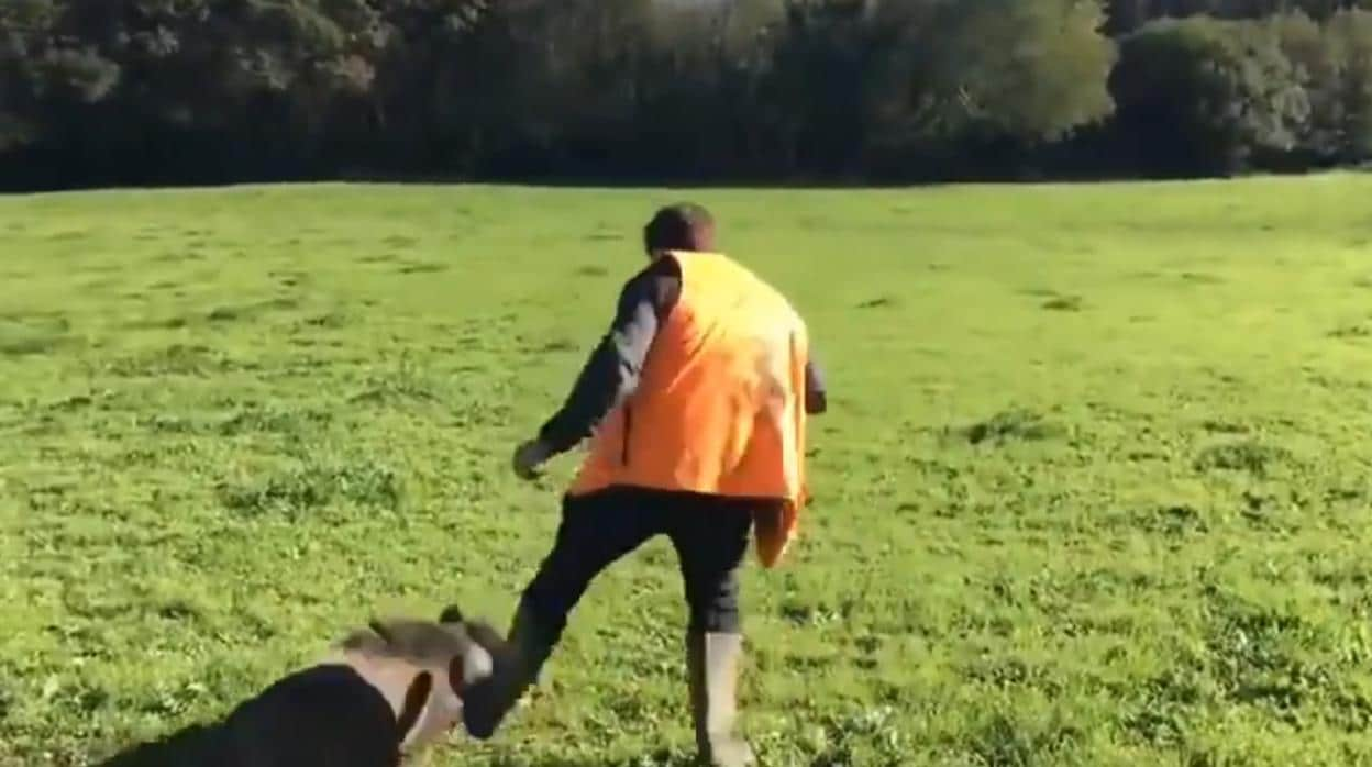 En vídeo Un jabalí engaña a unos cazadores haciéndose el muerto para después atacarlos por sorpresa