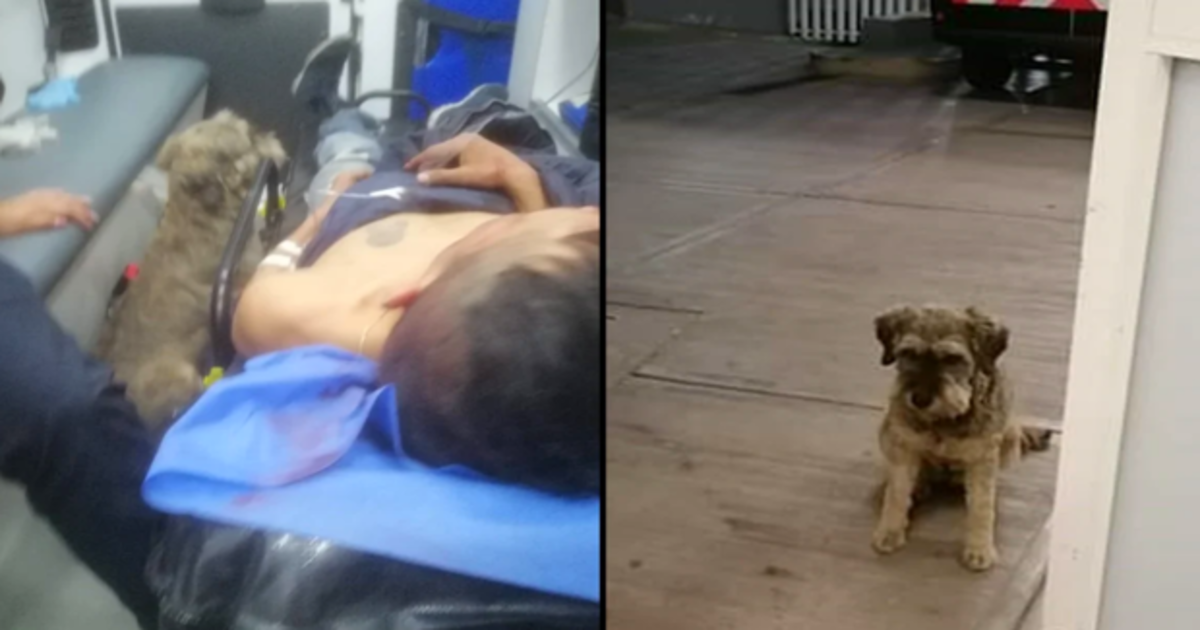 Un perro persigue a la ambulancia que llevaba a su dueño tras sufrir un accidente y los sanitarios le dejan subir