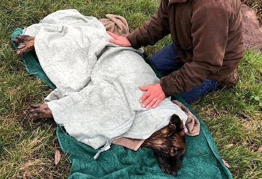 Bella, atada a una roca y arrojada al río para que muriera, encuentra nuevo hogar tras recuperarse