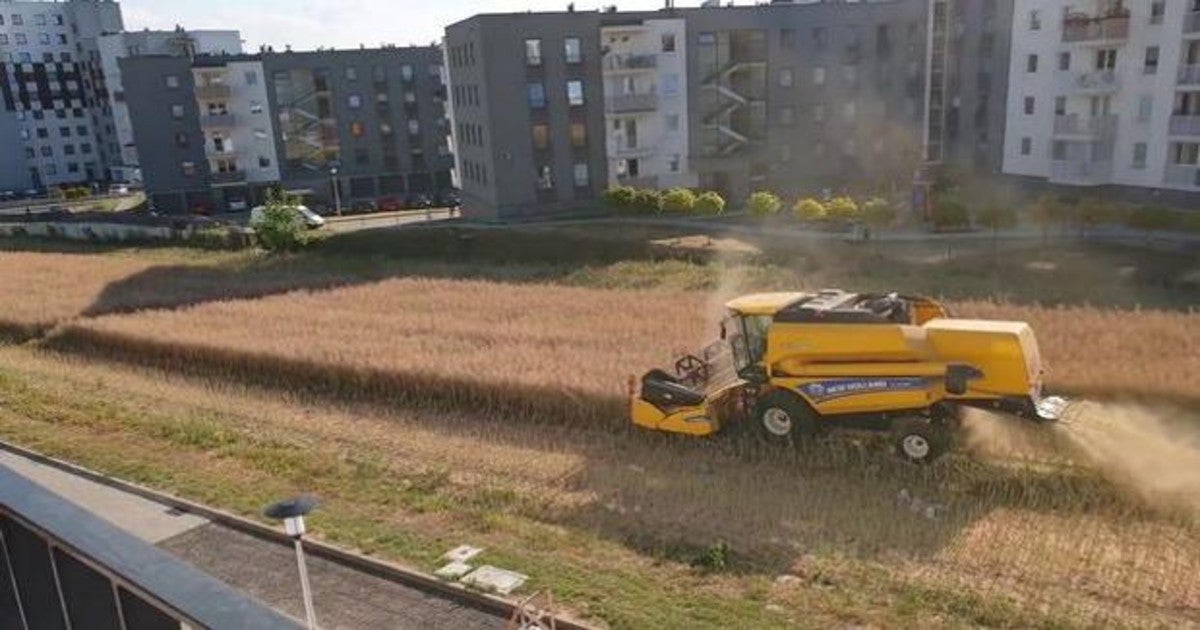 El hombre que se negó a vender su tierra y ahora la cultiva entre edificios