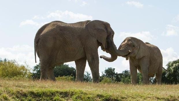 Por primera vez trasladarán una manada entera de elefantes de un zoo a la naturaleza