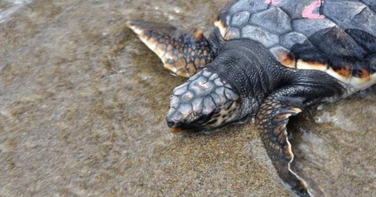 Unos bañistas se sientan sobre una tortuga en peligro de extinción cuando intentaba poner huevos