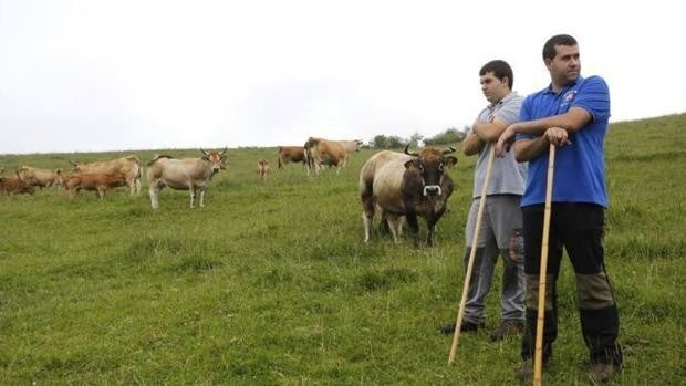 «Los turistas se quejan de que los gallos canten y las vacas mujan»