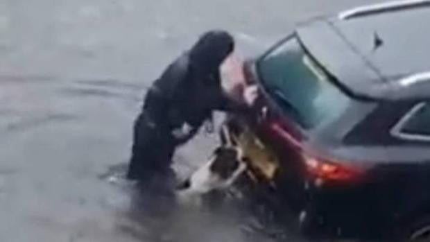 Vídeo: Un perro ayuda a su dueña a empujar el coche en una calle inundada