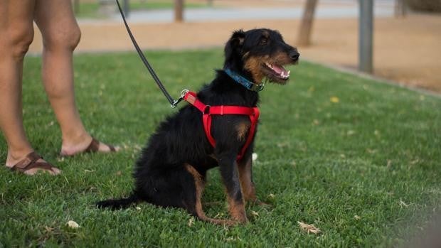 Pablo, el perro que se perdió durante las vacaciones y recorrió 380 kilómetros para volver a casa