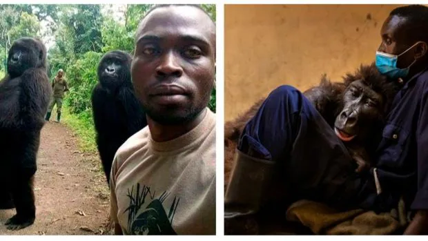La gorila Ndakasi, famosa por posar en un selfi viral, muere en los brazos de su cuidador
