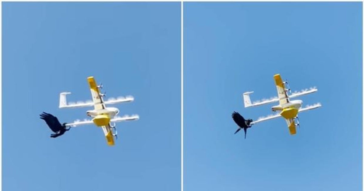 Vídeo: El feroz ataque de un cuervo a un dron que entregaba un paquete que se ha hecho viral