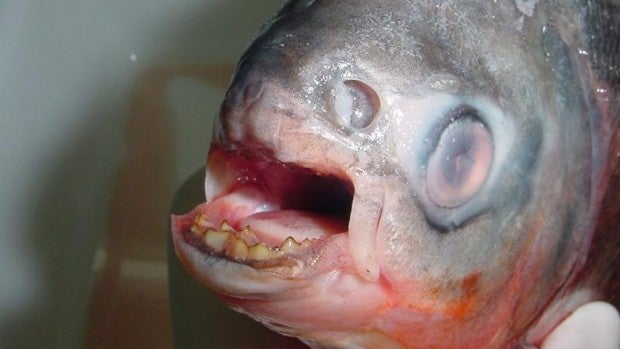 Un hombre perseguido por abejas muere tras lanzarse a un lago y ser atacado por pirañas