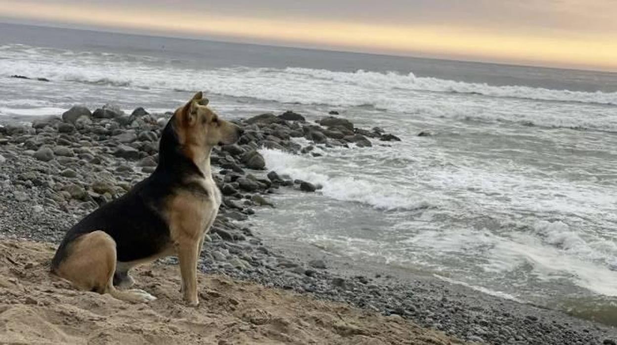 'Vaguito', sentado frente al mar