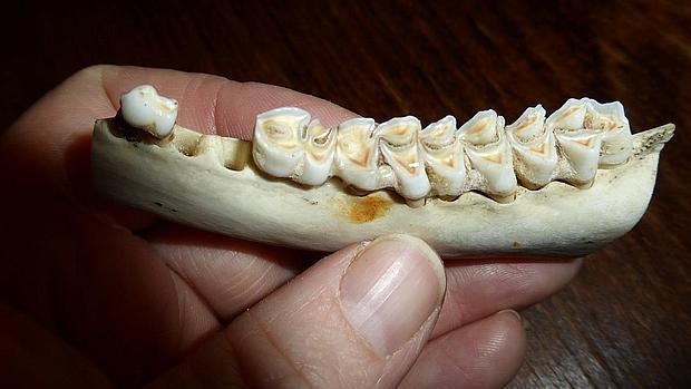 Un estudio confirma la buena salud bucodental de los niños españoles