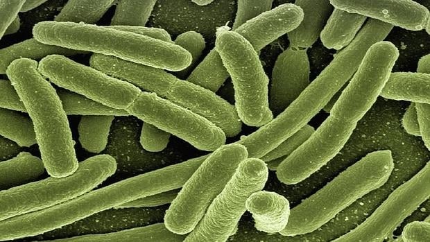 'E. coli', bacteria presente en nuestro intestino