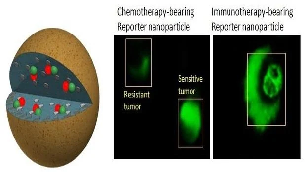 Fluorescencia en la qumioterapia (centro) y en la inmunoterapia (derecha)