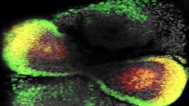 Desarrollo de una 'mini-retina' 3-D a partir de células madre de ratón