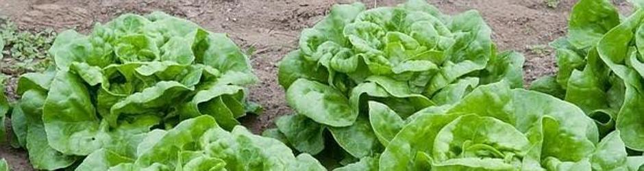 La lechuga tienen un alto contenido en nitratos