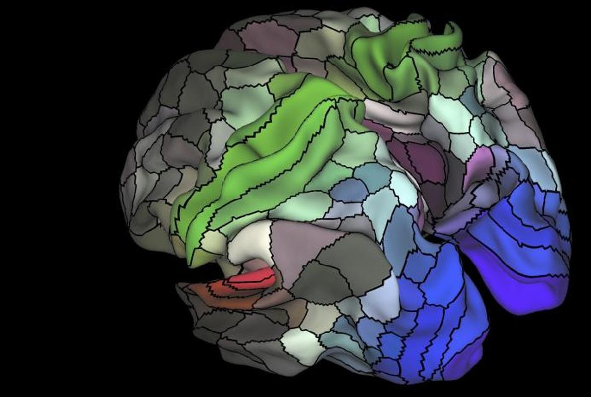 Mapa del área cortical del cerebro humano