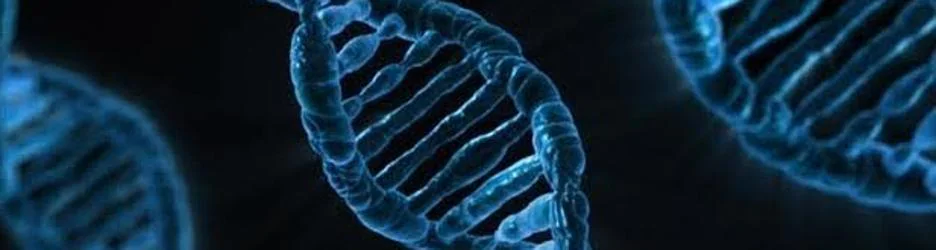 Las mutaciones en BRCA1 provocan que las células no puedan corregir las lesiones en su ADN