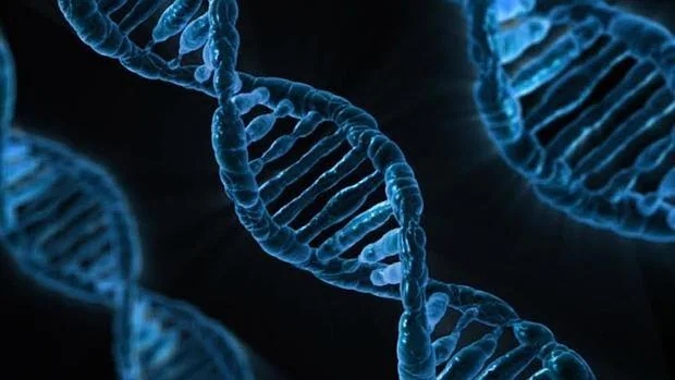 Las tijeras moleculares cortan el ADN