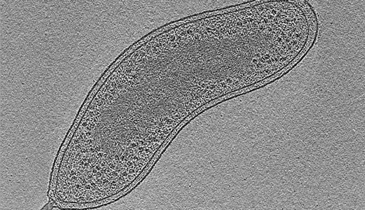 'Bdellovibrio bacteriovorus'