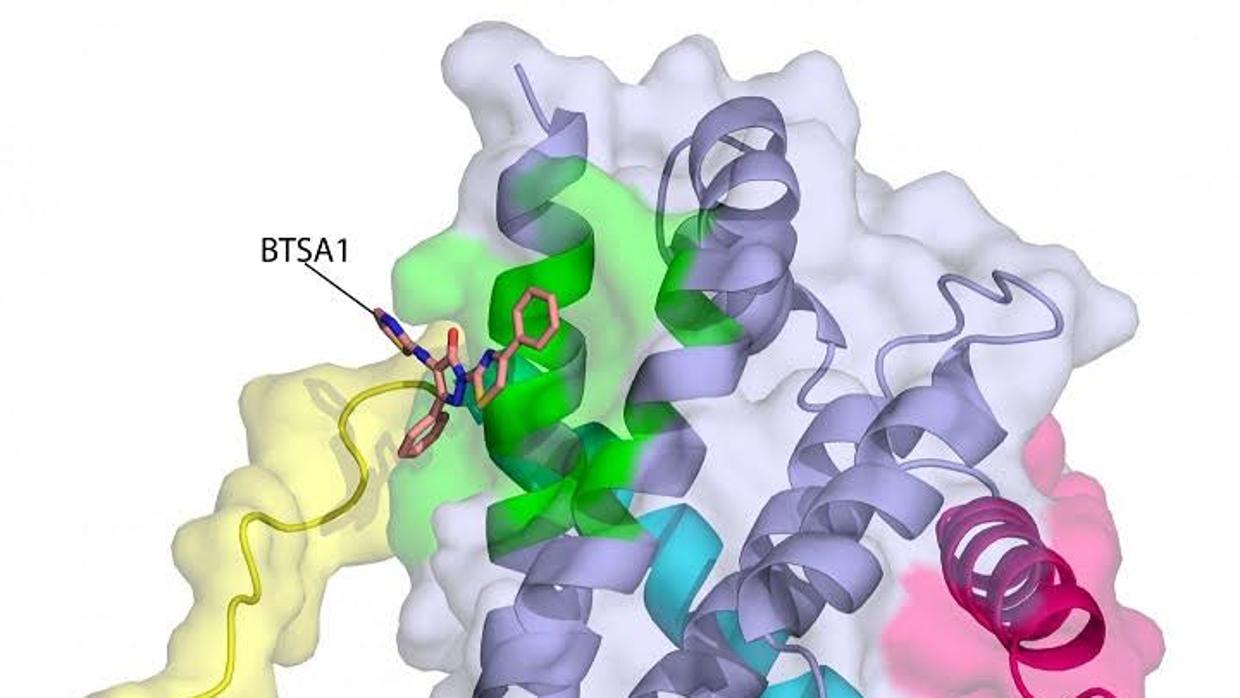 Unión del compuesto BTSA1 a la proteína BAX