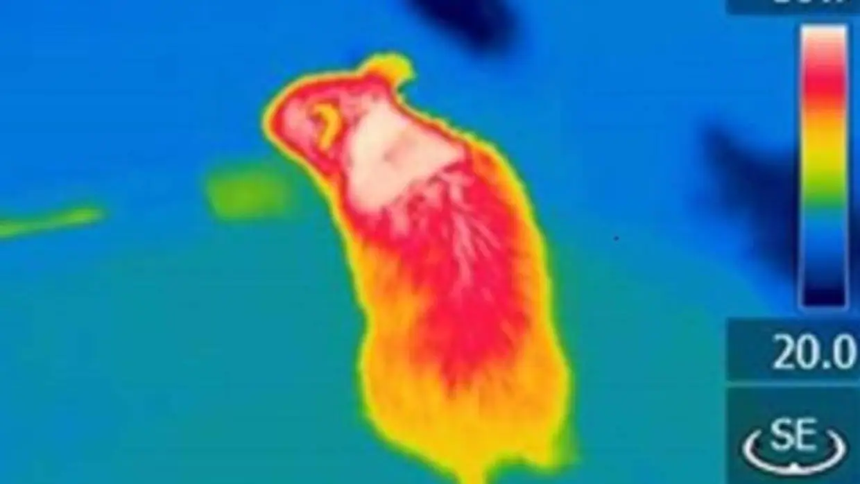 Foto térmica en la que se aprecia en blanco (máxima capacidad calorífica) la localización de la grasa marrón en el ratón