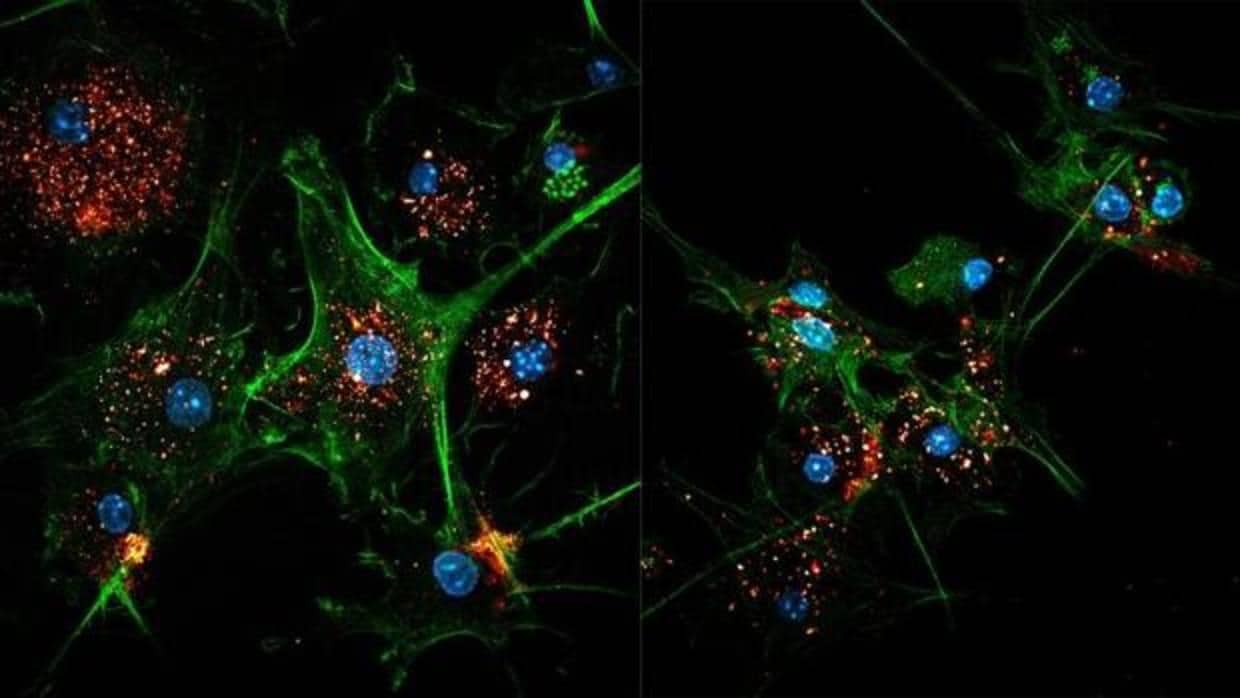 Células dendríticas (en verde) con EVIR capturando antígenos tumorales de los exosomas (en rojo y dorado)
