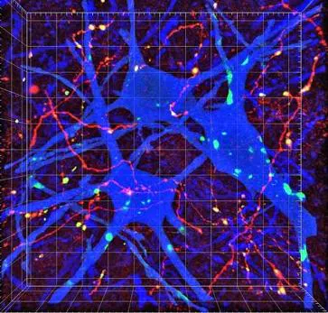 Primer mapa de las conexiones cerebro-médula para reparar las lesiones medulares
