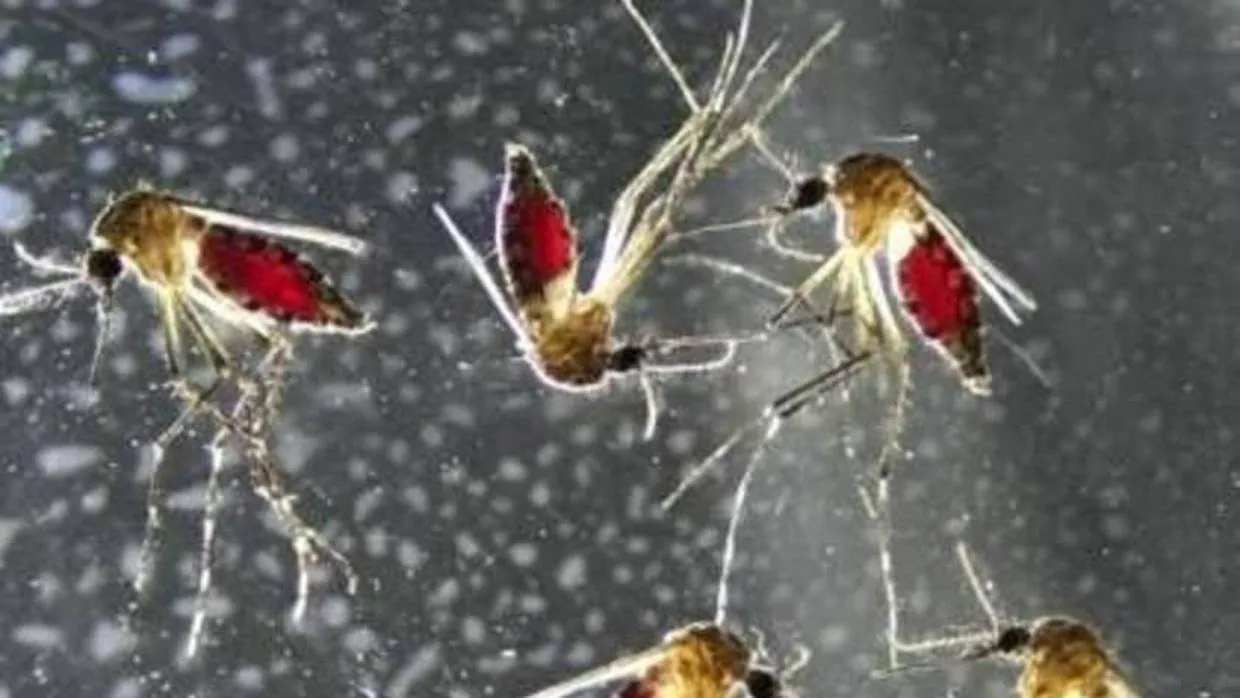 Las picaduras de los mosquitos pueden afectar a nuestro sistema inmune durante días